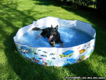 Deutscher Schäferhund Hunde Foto 15754 Deutscher Schäferhund Im Becken