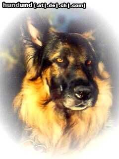 Deutscher Schäferhund Hunde Foto 8372 Deutscher Schäferhund Farock