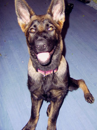 Deutscher Schäferhund Hunde Foto 38711 in höherer Auflösung ansehen Deutscher Schäferhund Joy mit 4 monaten