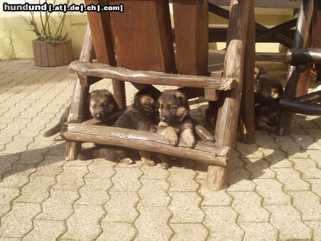 Deutscher Schäferhund Hunde Foto 10736 Deutscher Schäferhund Vannys Babys