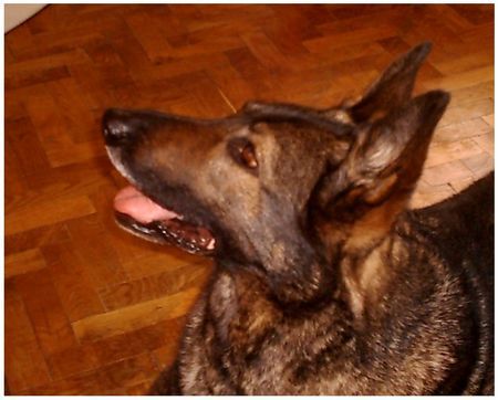 Deutscher Schäferhund Hunde Foto 27066 in höherer Auflösung ansehen Deutscher Schäferhund IN MEMORIAM