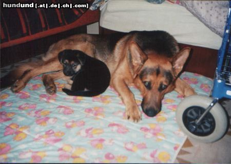 Deutscher Schäferhund Hunde Foto 3261 Deutscher Schäferhund Grose und kleine
