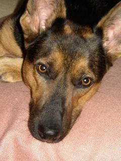 Deutscher Schäferhund Hunde Foto 1749 Deutscher Schäferhund Gitti