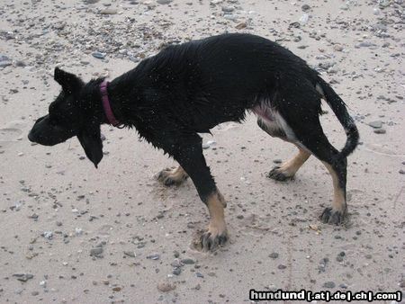 Deutscher Schäferhund Hunde Foto 44176 Deutscher Schäferhund