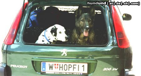 Deutscher Schäferhund Hunde Foto 19511 in höherer Auflösung ansehen Deutscher Schäferhund mr.STEVIE wonder (+2003) und FREDDY