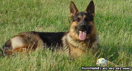 Deutscher Schäferhund Hunde Foto 13664 Deutscher Schäferhund lope mit 19mon.