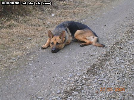 Deutscher Schäferhund Hunde Foto 20732 Deutscher Schäferhund Quinzi vom Straufhain
