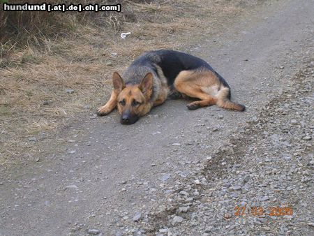 Deutscher Schäferhund Quinzi vom Straufhain