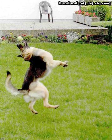 Deutscher Schäferhund Hunde Foto 6503 Deutscher Schäferhund