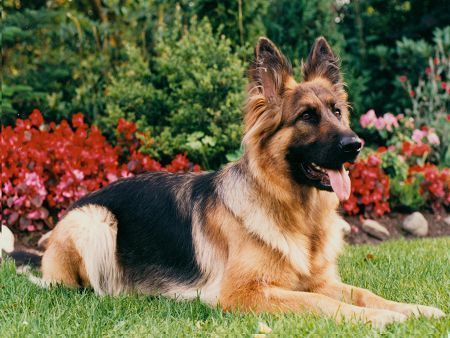 Deutscher Schäferhund Hunde Foto 26841 Deutscher Schäferhund Tina hat alles im Blick