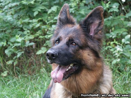 Deutscher Schäferhund Hunde Foto 26727 in höherer Auflösung ansehen Deutscher Schäferhund Kyra von Gut Lethe