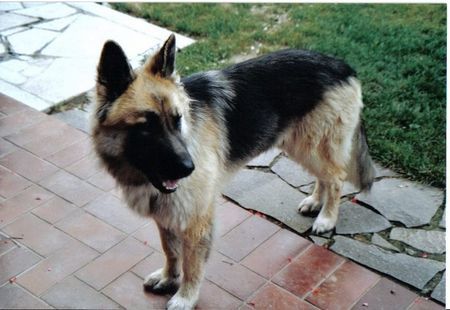 Deutscher Schäferhund Hunde Foto 29980 in höherer Auflösung ansehen Deutscher Schäferhund Kimi unser Baerchen