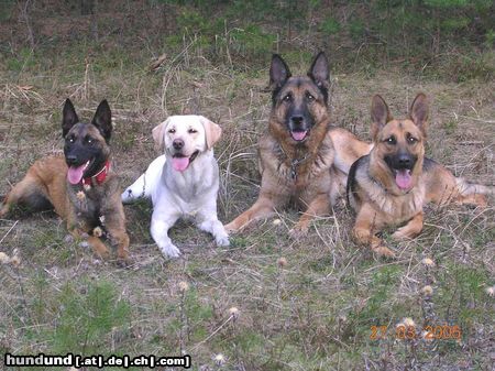 Deutscher Schäferhund einfach nur schön