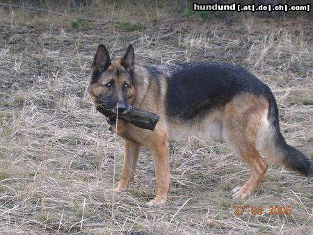 Deutscher Schäferhund Hunde Foto 20632 in höherer Auflösung ansehen Deutscher Schäferhund Nero ,9 Jahre