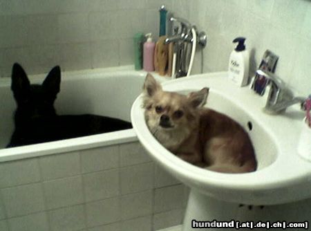 Deutscher Schäferhund Hunde Foto 20533 in höherer Auflösung ansehen Deutscher Schäferhund baden