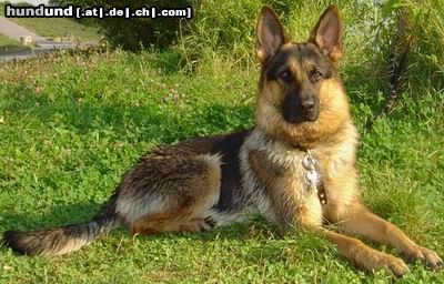 Deutscher Schäferhund Hunde Foto 16222 in höherer Auflösung ansehen Deutscher Schäferhund lope20mon.