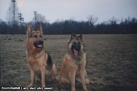 Deutscher Schäferhund Hunde Foto 3262 Deutscher Schäferhund