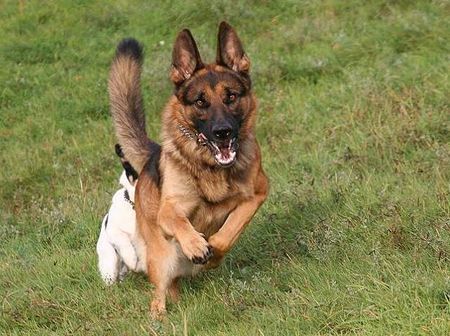 Deutscher Schäferhund Hunde Foto 35146 in höherer Auflösung ansehen Deutscher Schäferhund Pascha