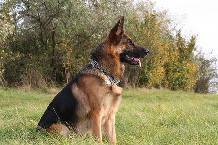 Deutscher Schäferhund Hunde Foto 35159 in höherer Auflösung ansehen Deutscher Schäferhund Pascha 2 Jahre