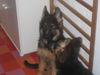Deutscher Schäferhund Foto: Küsschen für den Bruder (ID 28506) Deutscher Schäferhund Hund