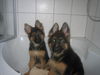 Deutscher Schäferhund Foto: Geschwister in der Wanne (ID 28507) Deutscher Schäferhund Hund
