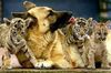 Deutscher Schäferhund Foto: sind die nicht süß? (ID 17233) Deutscher Schäferhund Hund