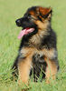 Deutscher Schäferhund Foto: DSH-Langhaar-Welpe (ID 24596) Deutscher Schäferhund Hund
