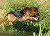 Deutscher Schäferhund Foto: DSH-Langhaar (ID 24597) Deutscher Schäferhund Hund