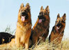 Deutscher Schäferhund Foto: DSH-Langhaar (ID 24599) Deutscher Schäferhund Hund