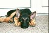 Deutscher Schäferhund Foto: Das ist unser Capo! (ID 2104) Deutscher Schäferhund Hund