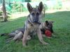 Deutscher Schäferhund Foto: Lula und Sila (ID 14270) Deutscher Schäferhund Hund