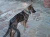 Deutscher Schäferhund Foto: Sila (gestorben am 19.11.2004) 7 Monaten. Wir und Lula werden Dich nicht vergessen. ¡Adios preciosa! (ID 16485) Deutscher Schäferhund Hund