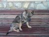 Deutscher Schäferhund Foto: Sila (ID 14274) Deutscher Schäferhund Hund