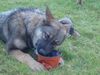 Deutscher Schäferhund Foto: Sila (ID 14316) Deutscher Schäferhund Hund