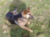 Deutscher Schäferhund Foto: Lula (ID 16643) Deutscher Schäferhund Hund
