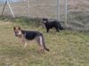 Deutscher Schäferhund Foto: Lula und ihre neue Schwester, Roza, von einem Hundezwinger (6 Monaten) (ID 16642) Deutscher Schäferhund Hund