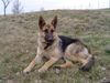 Deutscher Schäferhund Foto: Lula mit 10 Monaten (ID 18476) Deutscher Schäferhund Hund