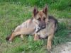 Deutscher Schäferhund Foto: Lula mit 13 Monaten (ID 21716) Deutscher Schäferhund Hund