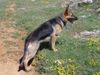 Deutscher Schäferhund Foto: Lula mit 13 Monaten (ID 22261) Deutscher Schäferhund Hund