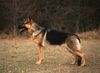 Deutscher Schäferhund Hund