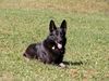 Deutscher Schäferhund Foto: Isetta vom Auenfels (ID 6801) Deutscher Schäferhund Hund