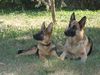 Deutscher Schäferhund Foto: Isabell & Pennie vom Olwenhof (ID 16359) Deutscher Schäferhund Hund
