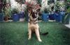 Deutscher Schäferhund Foto: Das ist SINDY der Hund von meinem Onkel. (ID 2573) Deutscher Schäferhund Hund