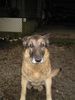 Deutscher Schäferhund Foto: Chesto (gestorben am 02.11.2003) 14,5 Jahre alt geworden... der liebste Hund den es gab. (ID 7100) Deutscher Schäferhund Hund
