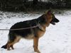 Deutscher Schäferhund Foto: Ares v. Macdiboia (ID 9923) Deutscher Schäferhund Hund