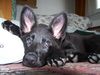 Deutscher Schäferhund Foto: Akira von der Frankenhöhe; sie ist 8 Monate alt und ist einmalig durch ihre weiße Zeichnung an den Beinen (ID 31446) Deutscher Schäferhund Hund