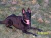 Deutscher Schäferhund Foto: unser Rocco (ID 19719) Deutscher Schäferhund Hund