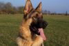 Deutscher Schäferhund Foto: Wo ist nur mein Herrchen???? (ID 27621) Deutscher Schäferhund Hund