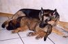 Deutscher Schäferhund Foto: Nora von der Lupa Lupis und Leobaby Askan vom Königstein (ID 5164) Deutscher Schäferhund Hund