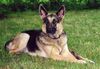 Deutscher Schäferhund Foto: Nora von der Lupa Lupis, ein Traum von einem Hund (ID 5163) Deutscher Schäferhund Hund